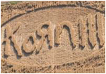 Korn crop circle